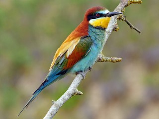  - European Bee-eater