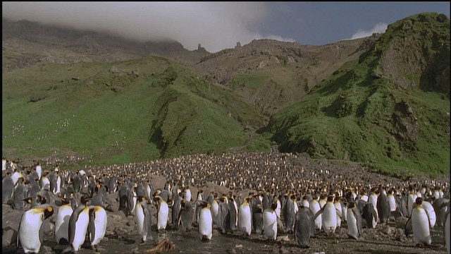 tučňák patagonský - ML459242