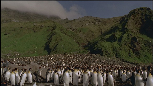 tučňák patagonský - ML459243