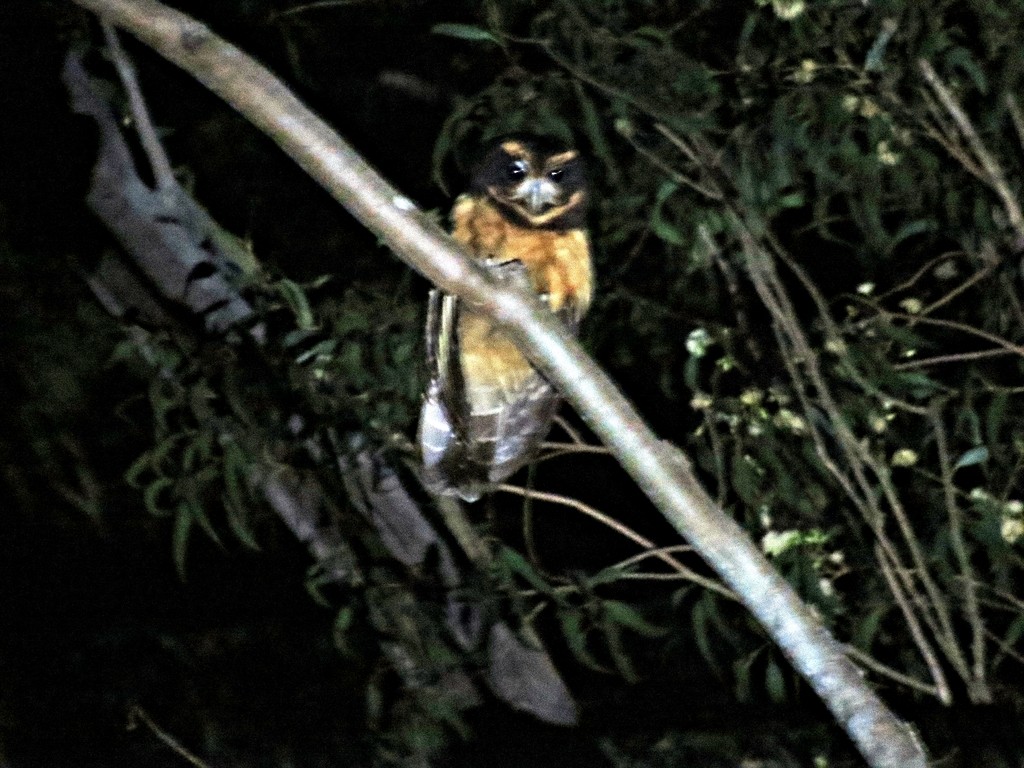 Tawny-browed Owl - ML459244881