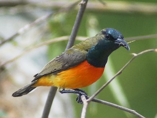  - Flame-breasted Sunbird
