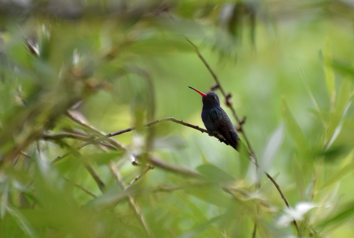 Broad-billed Hummingbird - ML459246501
