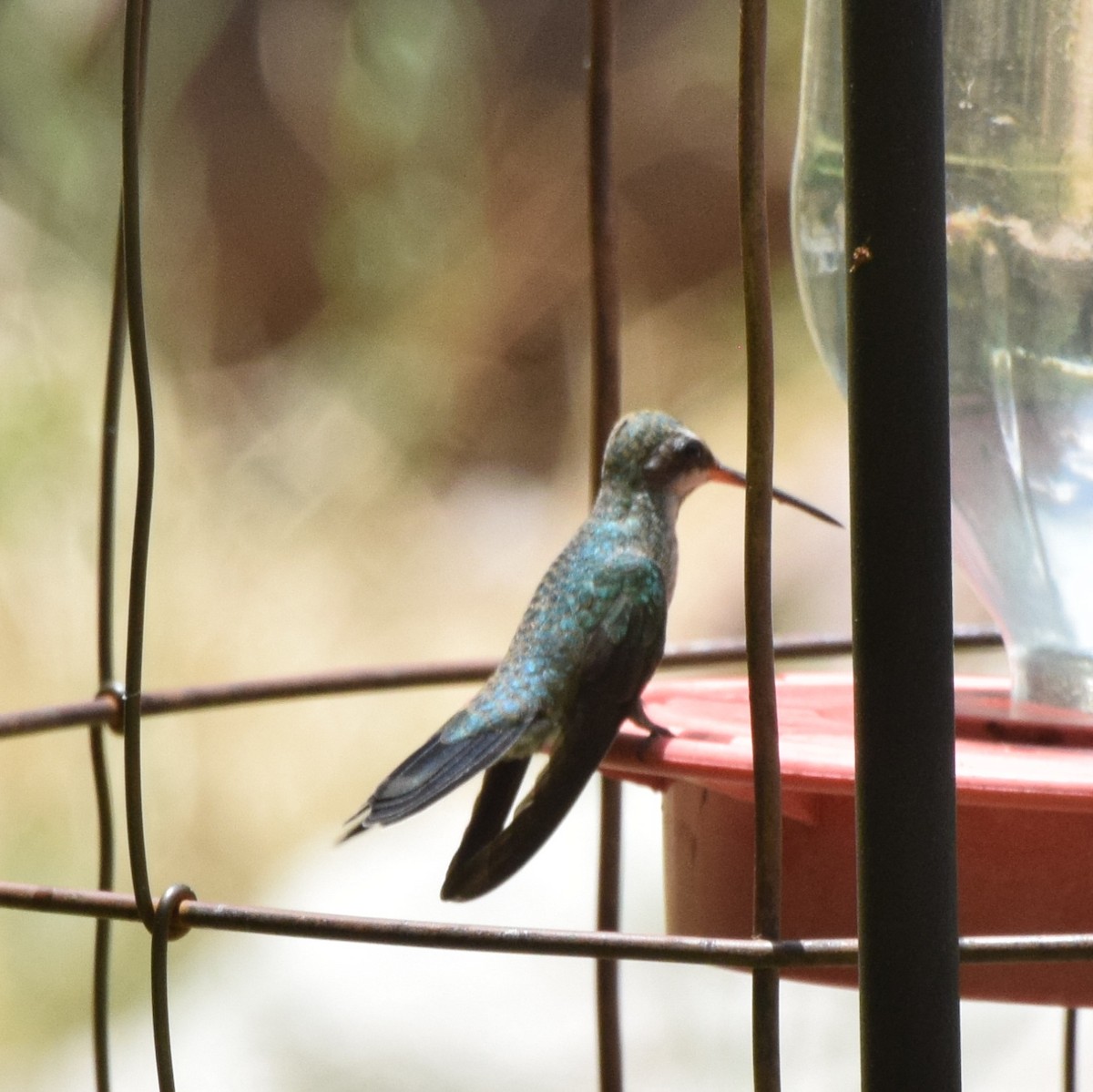Broad-billed Hummingbird - ML459247531
