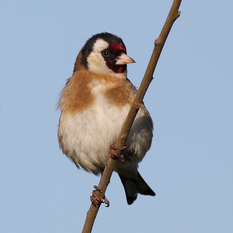 European Goldfinch - Luis Rodrigues