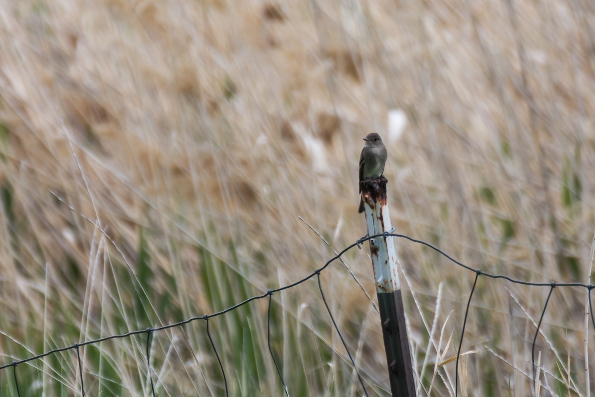 Western Wood-Pewee - Camille Merrell