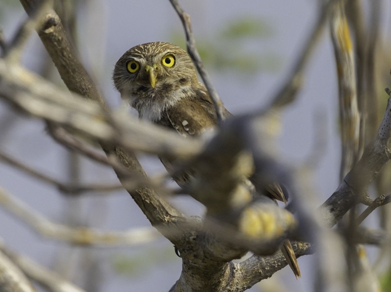 Ferruginous Pygmy-Owl - ML459254491