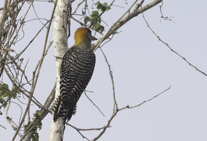 Golden-cheeked Woodpecker - ML459254591