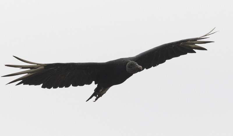 Black Vulture - ML459255471