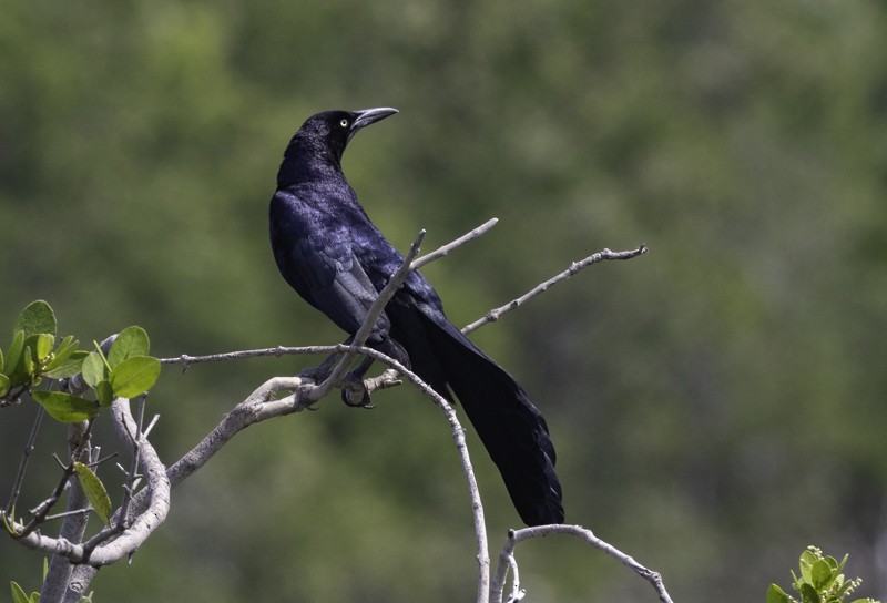 Great-tailed Grackle - ML459259411