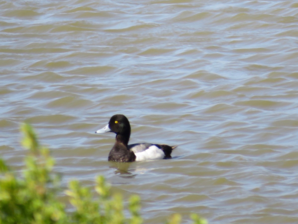 Greater Scaup - ML459260051