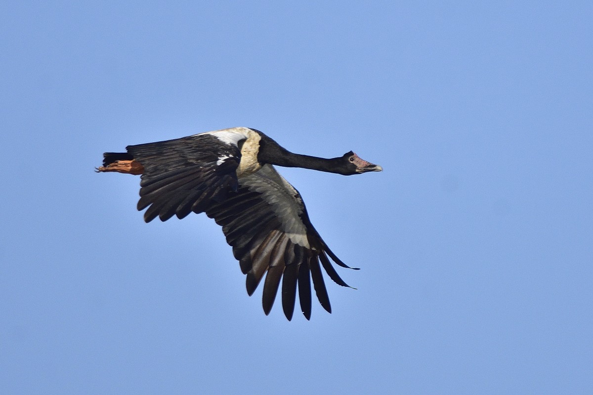 eBird Checklist - 4 Jun 2022 - Townsville Town Common (Melaleuca ...