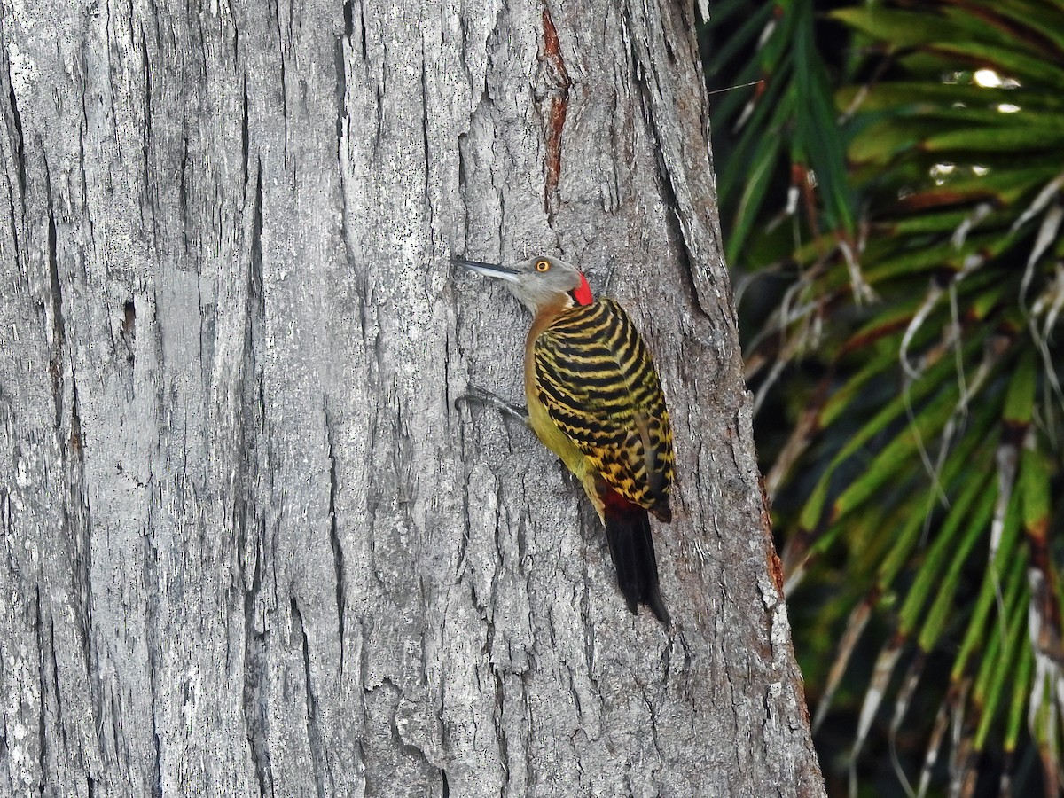Hispaniolan Woodpecker - Steve Raduns