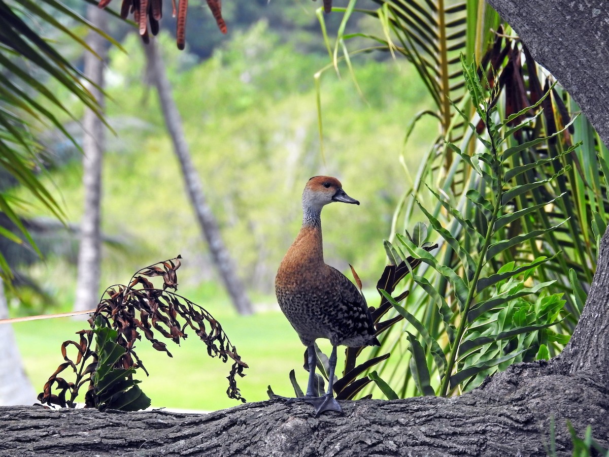 West Indian Whistling-Duck - ML459260961