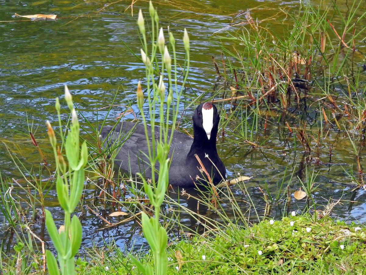 American Coot (Red-shielded) - ML459261421