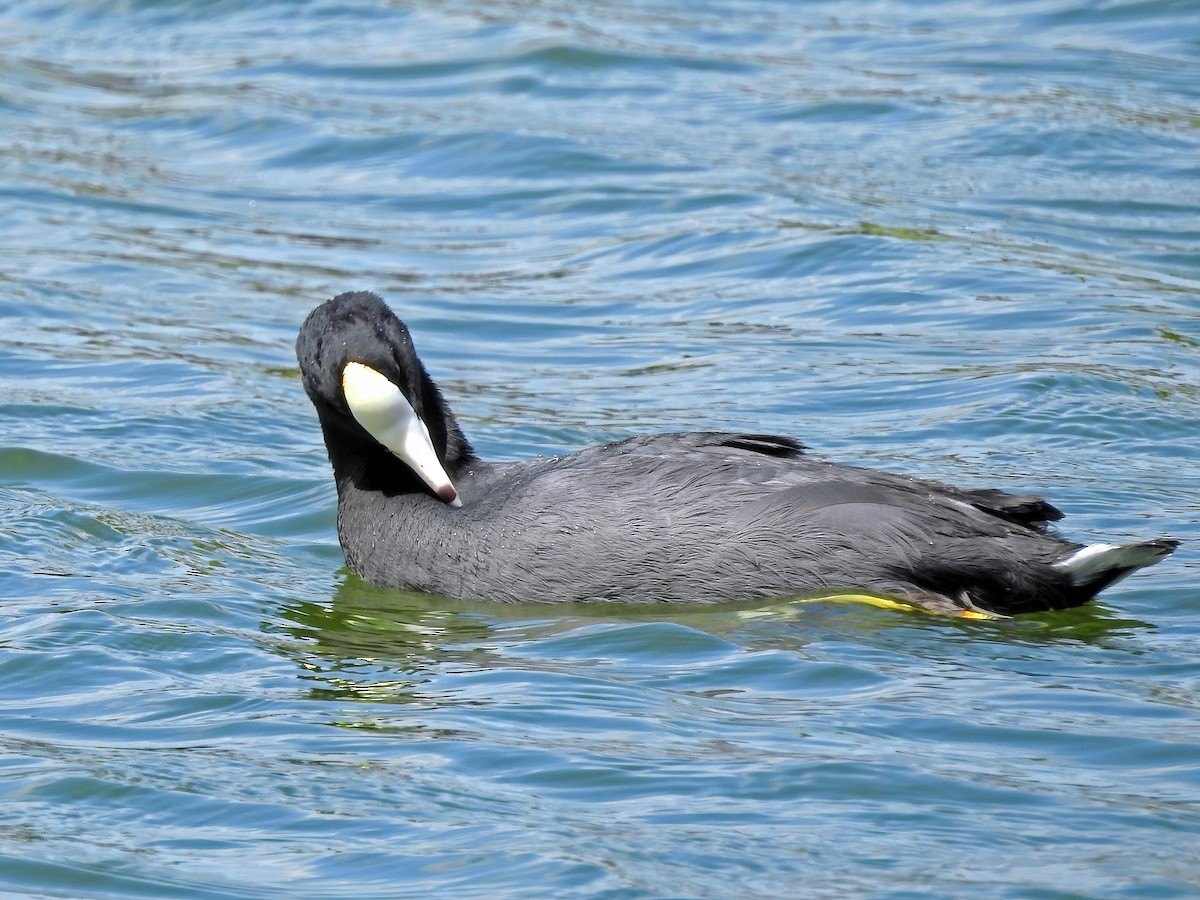 American Coot (White-shielded) - ML459261651