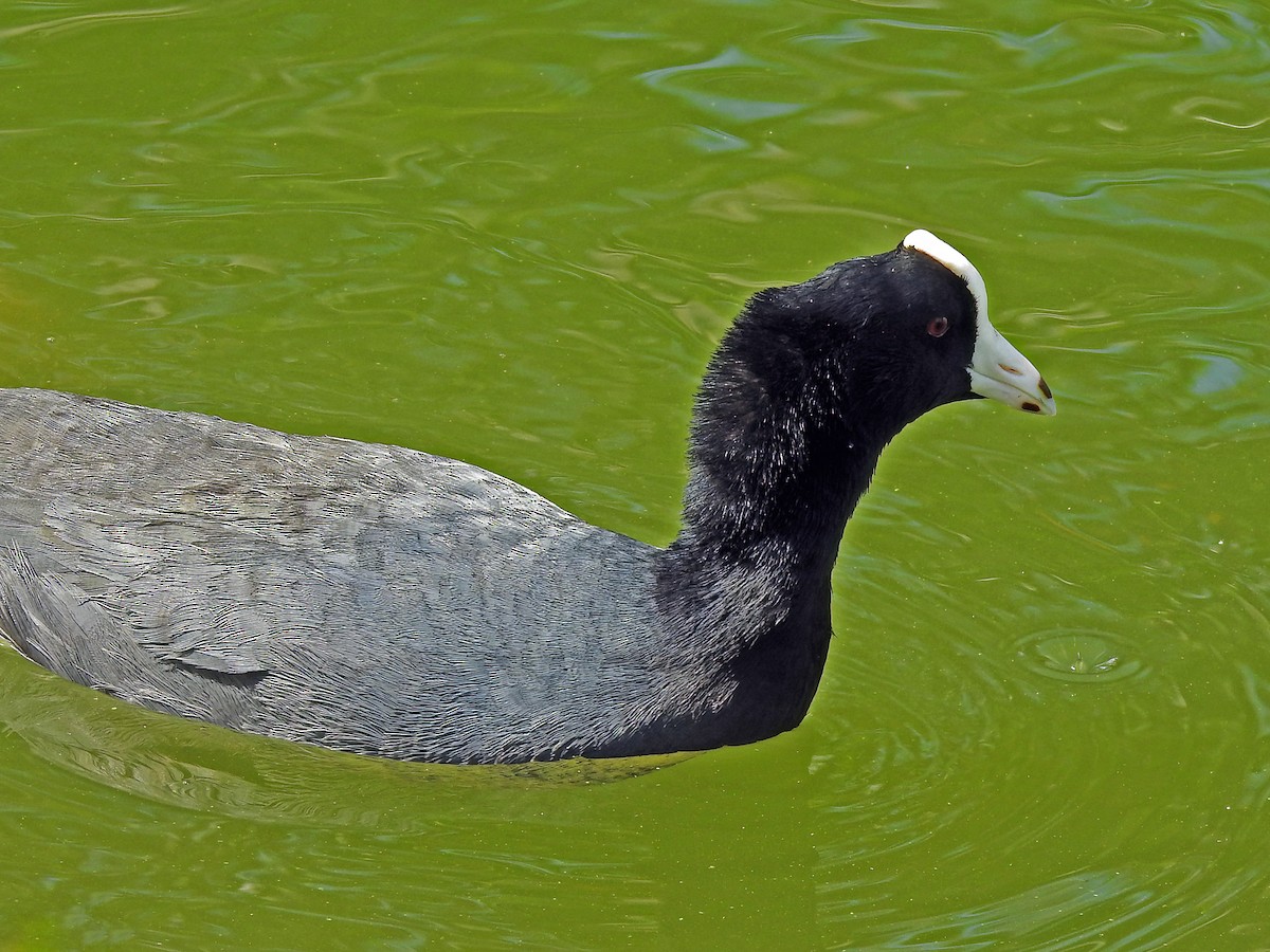 American Coot (White-shielded) - ML459261721