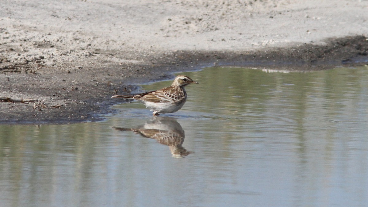 African Pipit - ML45926211