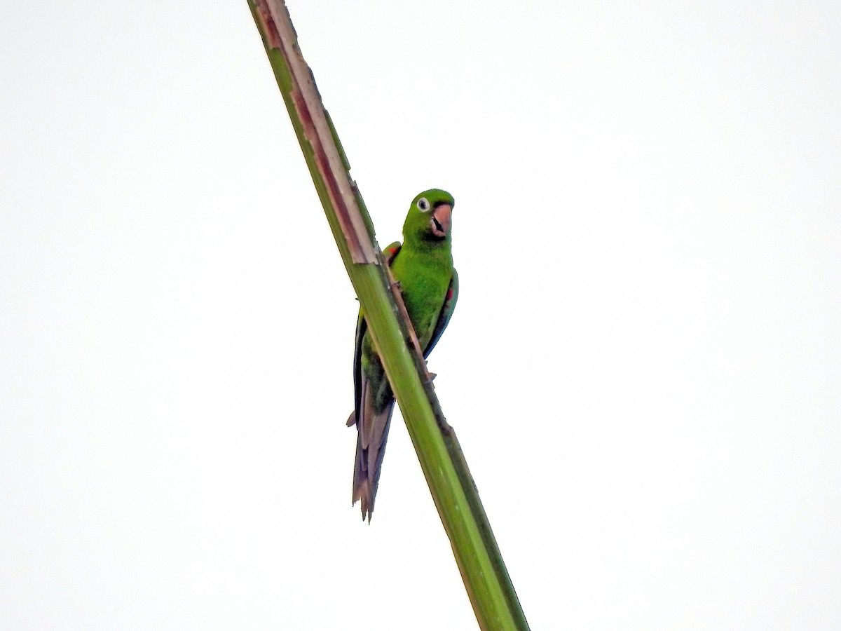 Hispaniolan Parakeet - ML459265531
