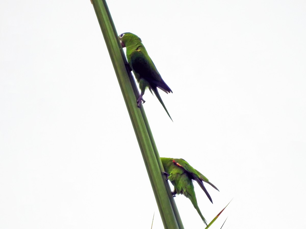 Hispaniolan Parakeet - Steve Raduns
