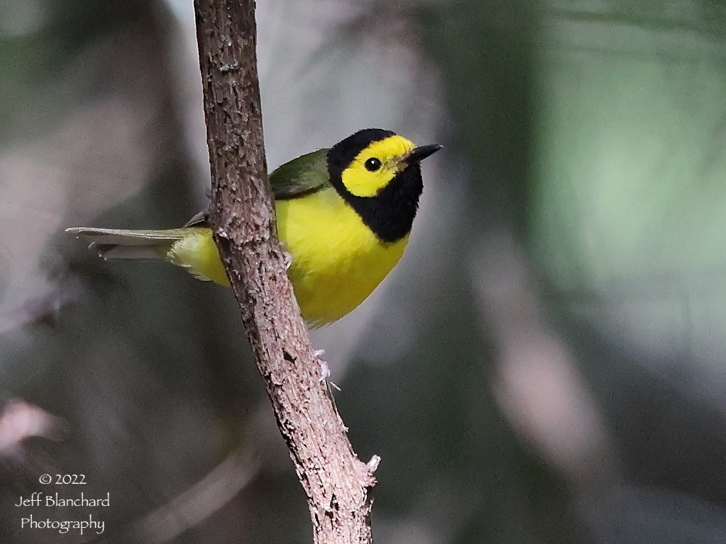 ML459270601 - Hooded Warbler - Macaulay Library