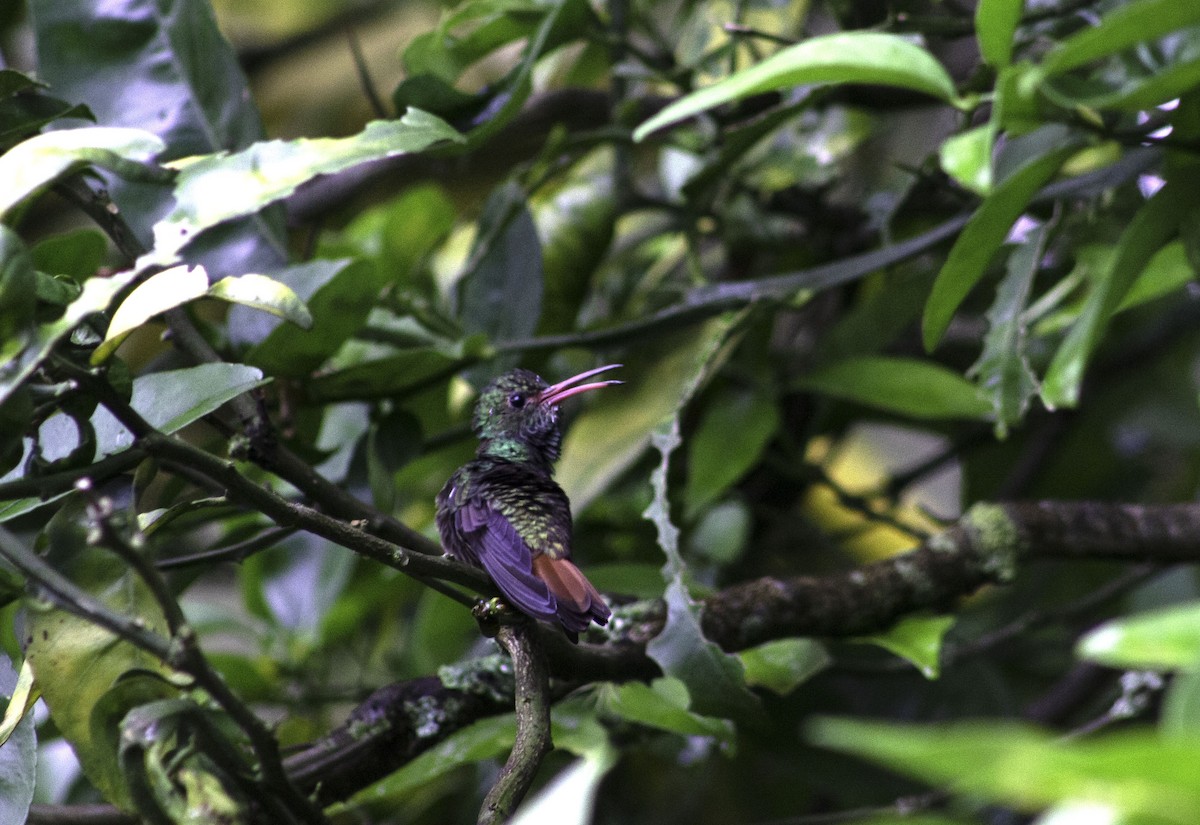 Rufous-tailed Hummingbird - ML459272191