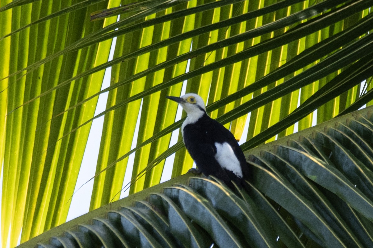 White Woodpecker - Eduardo Vieira 17