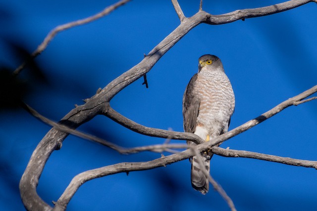 Identification - Chilean Hawk - Accipiter chilensis - Birds of the World