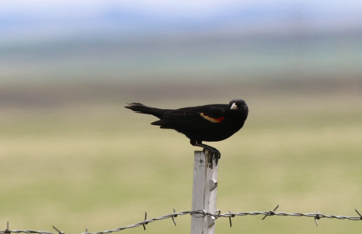 Red-winged Blackbird - ML459282971