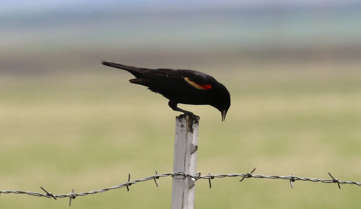 Red-winged Blackbird - ML459282981