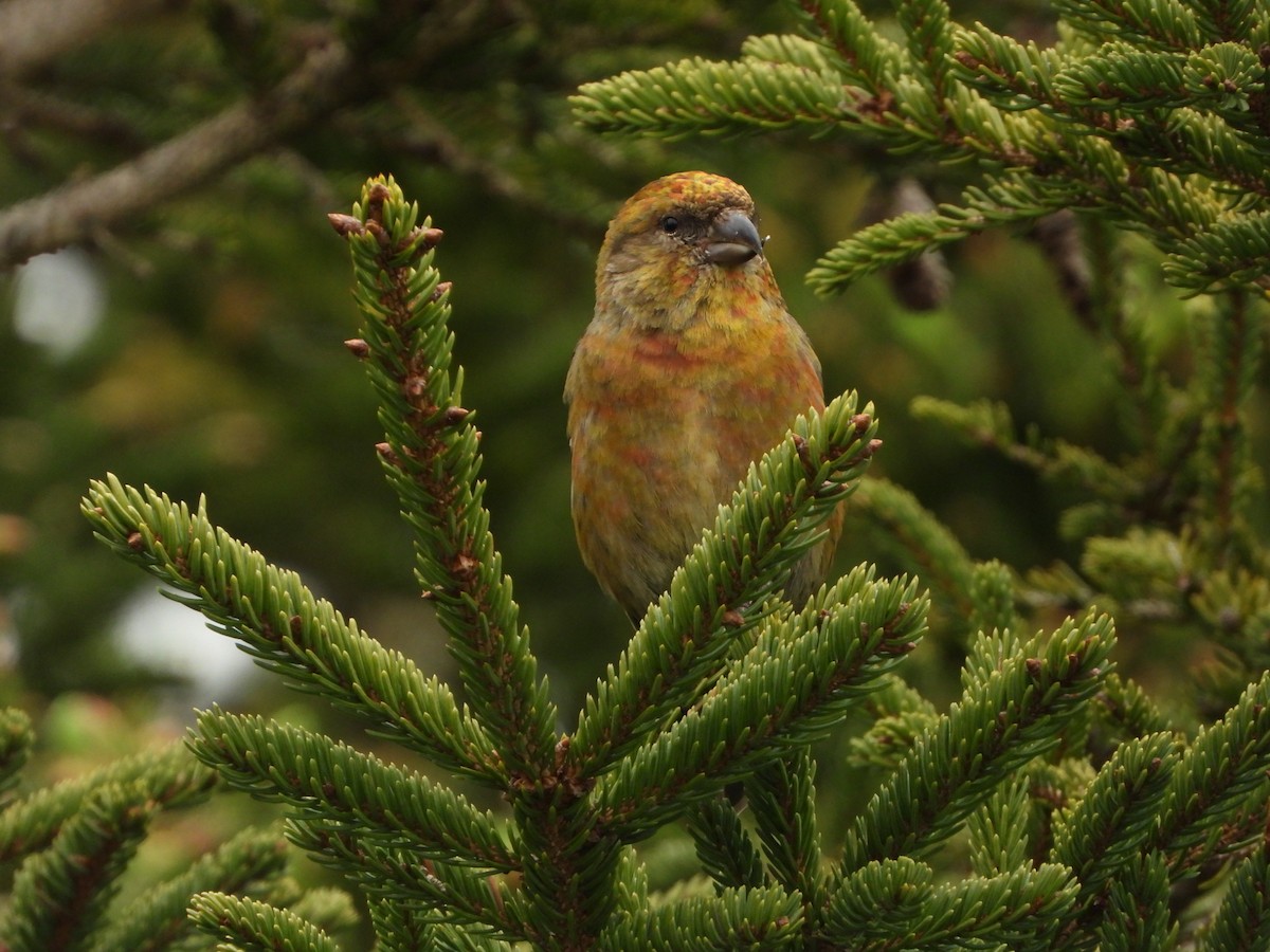 Red Crossbill (Newfoundland or type 8) - ML459284111