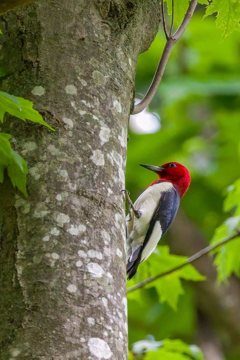Red-headed Woodpecker - ML459284121