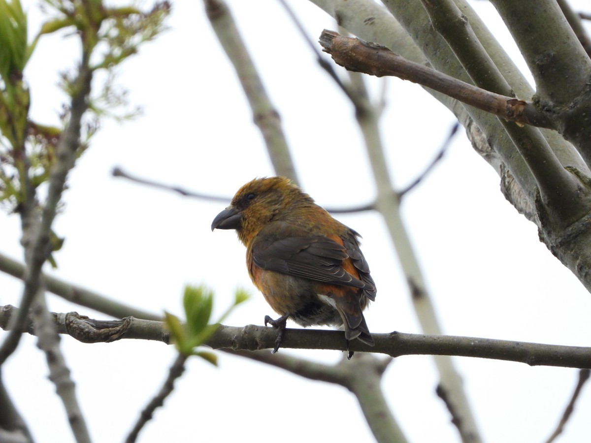 Red Crossbill (Newfoundland or type 8) - ML459284221