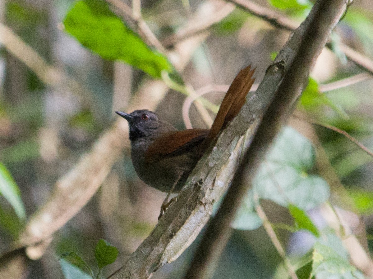 Gray-bellied Spinetail - ML459285901