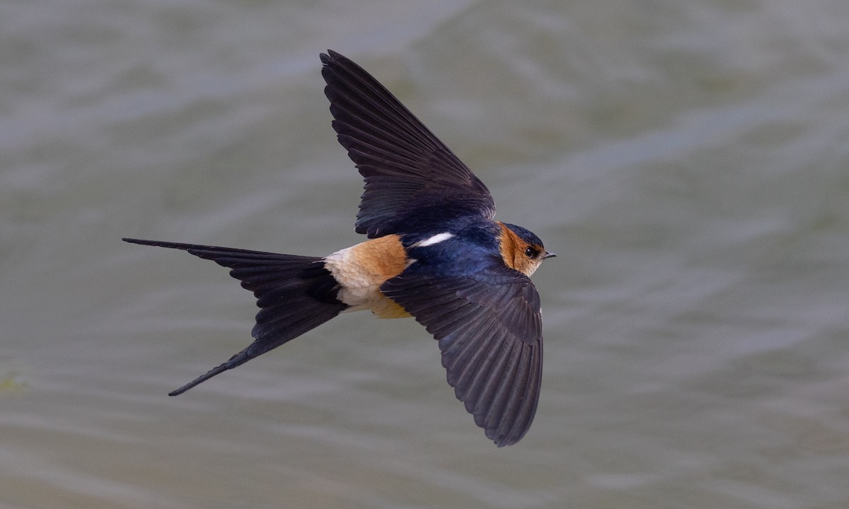 Red-rumped Swallow (Red-rumped) - ML459288381