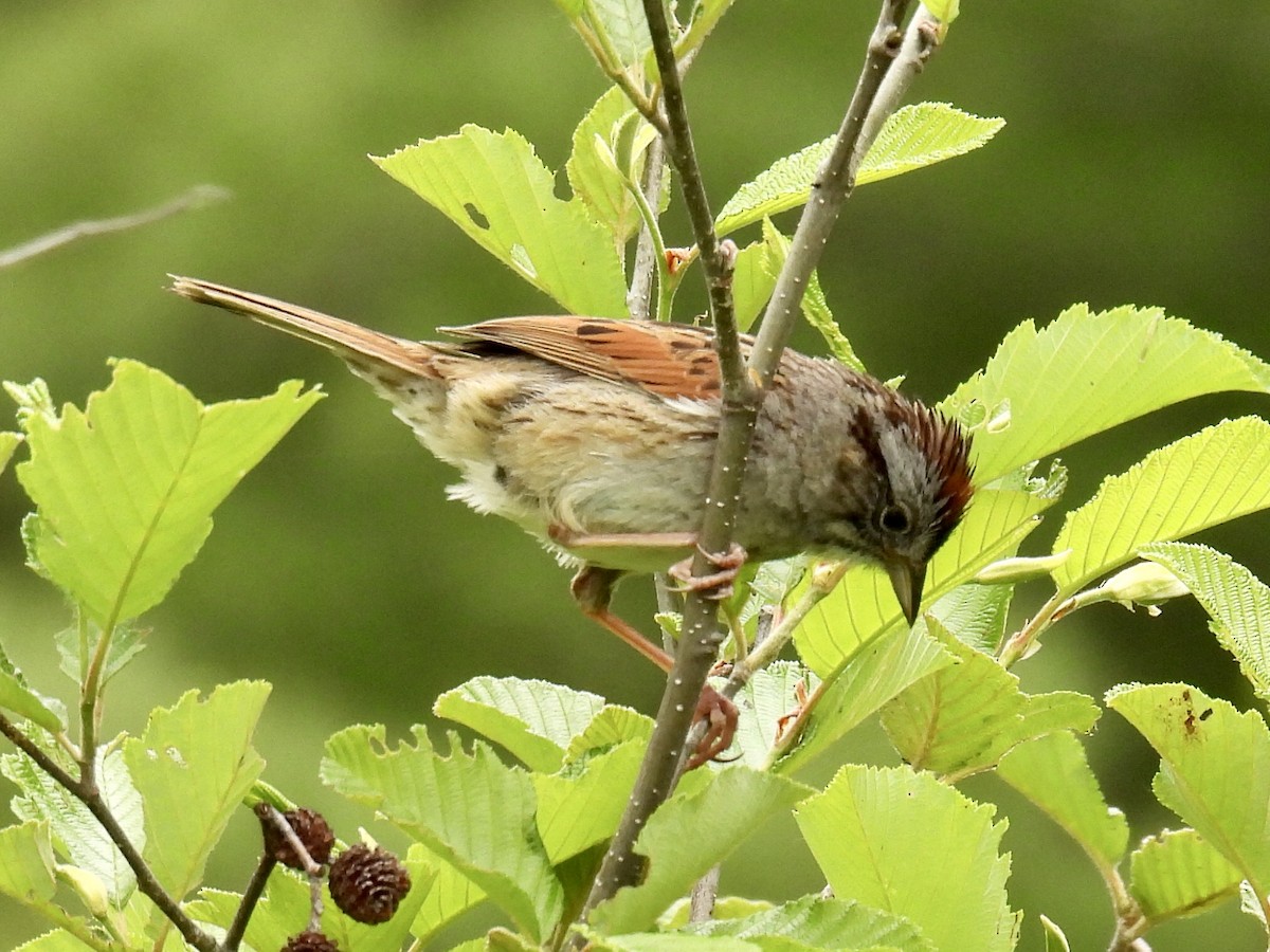 Swamp Sparrow - ML459288431
