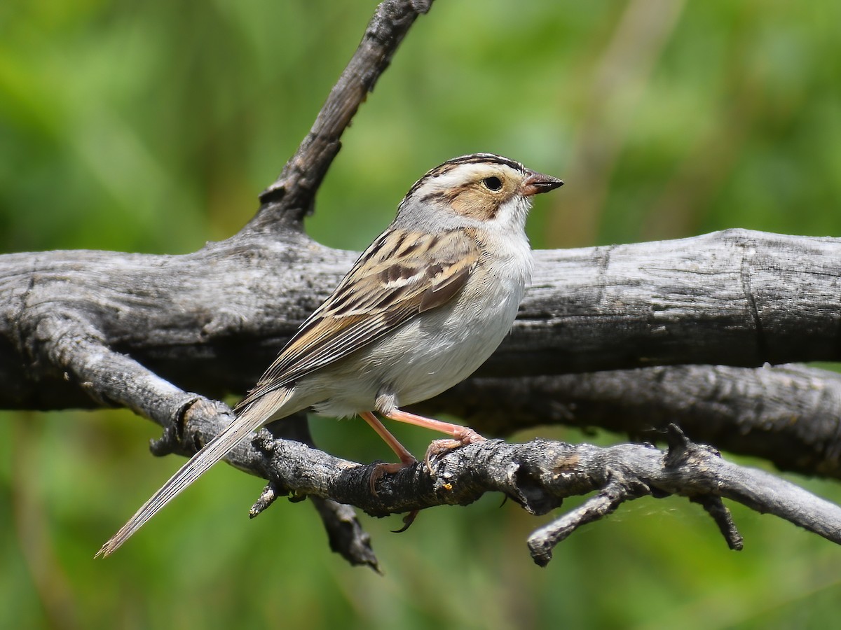 Clay-colored Sparrow - ML459292071