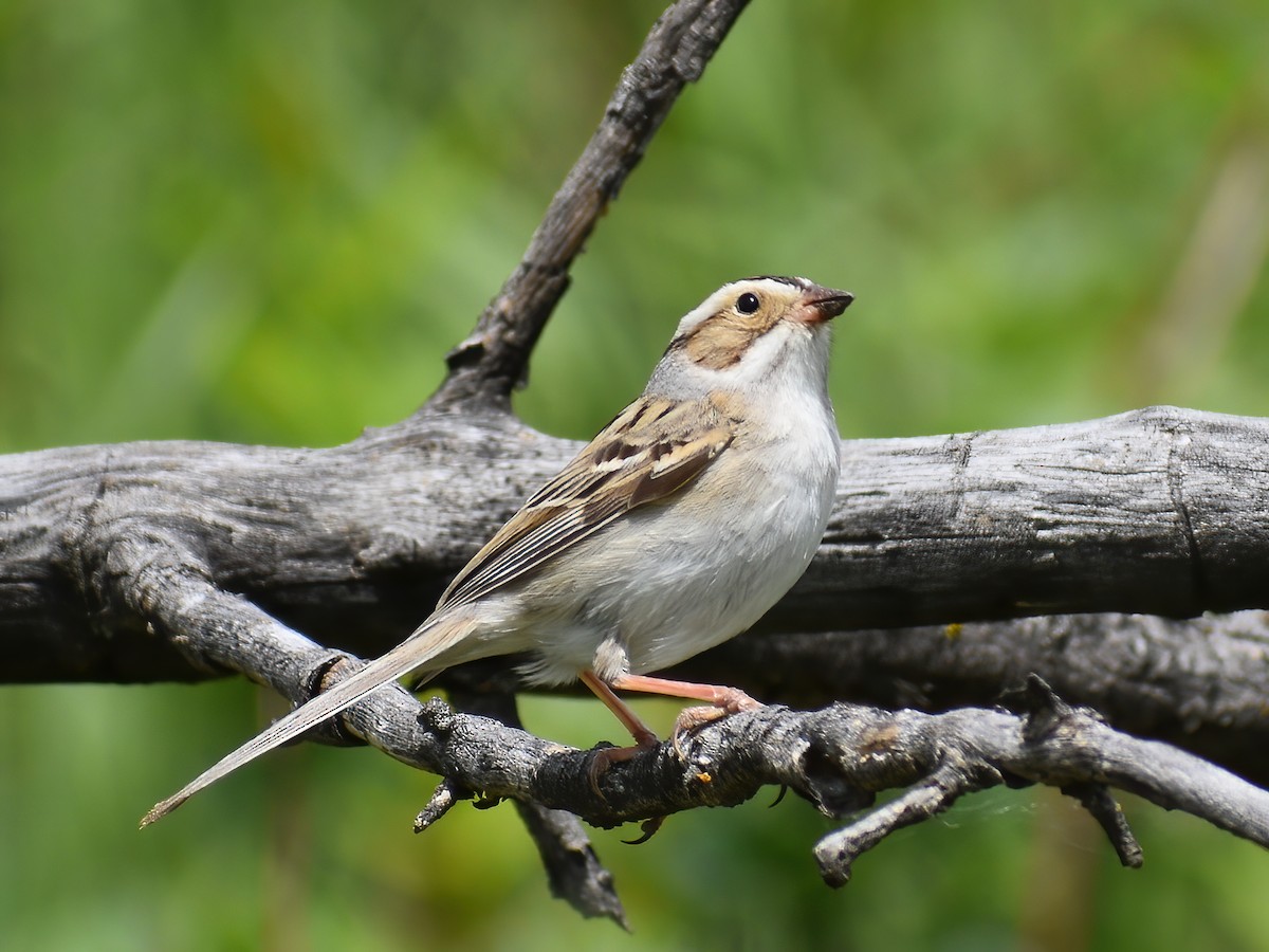 Clay-colored Sparrow - ML459292131