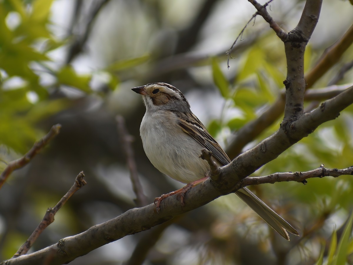 Clay-colored Sparrow - ML459292161