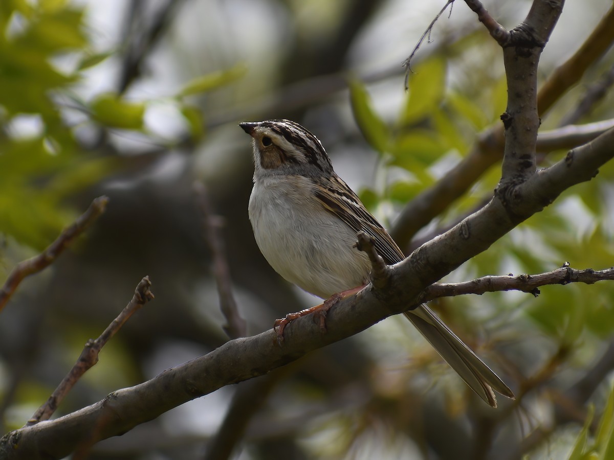 Clay-colored Sparrow - ML459292181