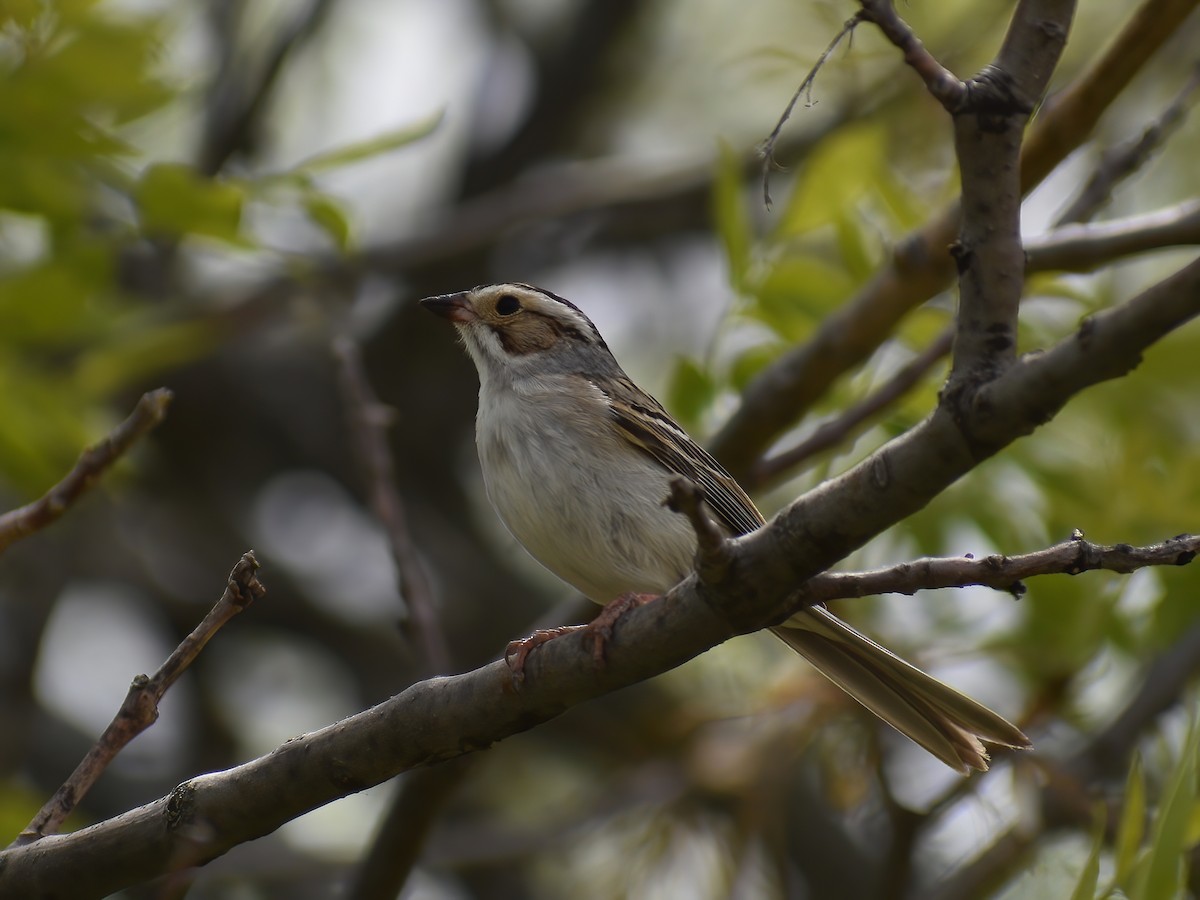 Clay-colored Sparrow - ML459292211