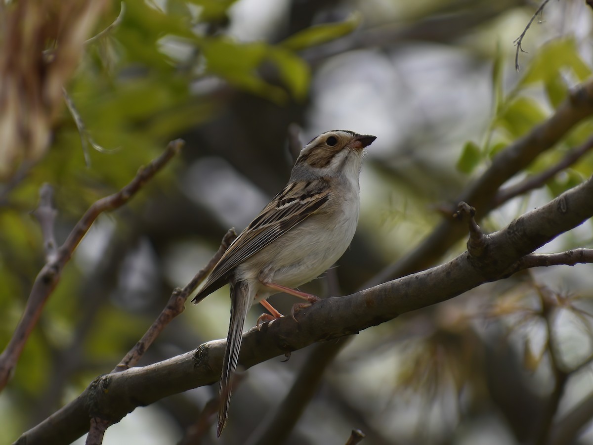 Clay-colored Sparrow - ML459292271