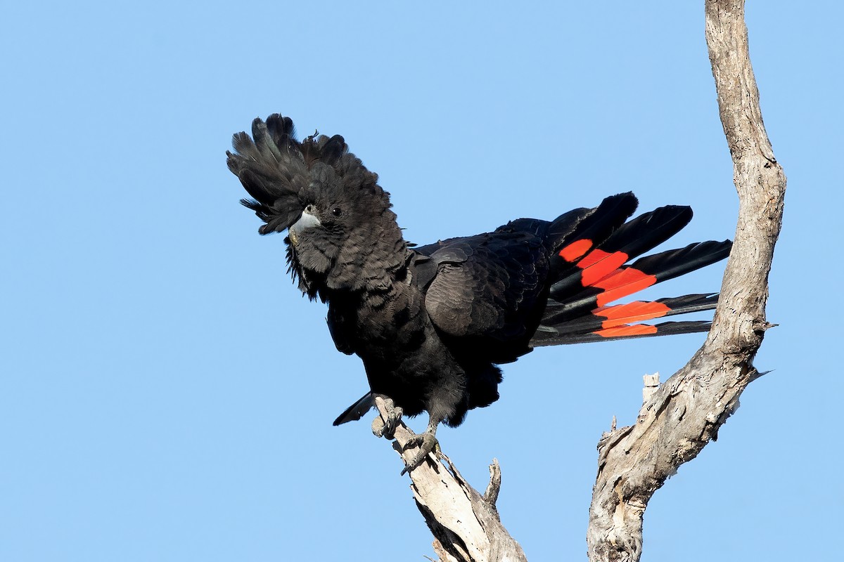 Red-tailed Black-Cockatoo - ML459293001
