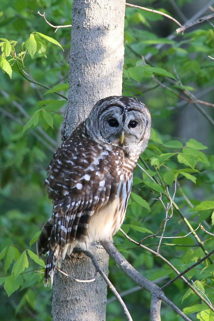 Barred Owl - William Hull