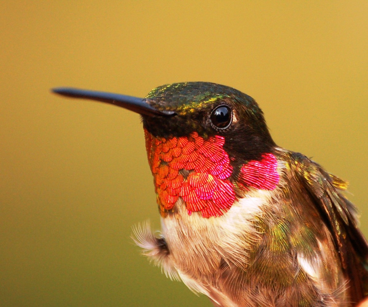 Ruby-throated Hummingbird - James Barber