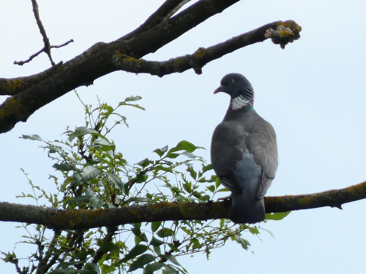 Common Wood-Pigeon (White-necked) - ML459317781