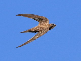 Alpine Swift Apus Melba Birds Of The World