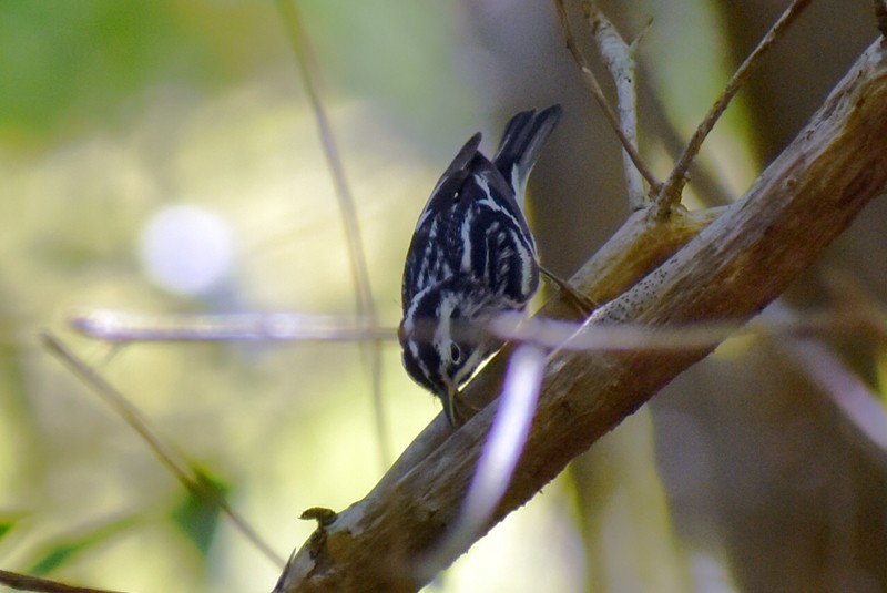 Black-and-white Warbler - ML459326331