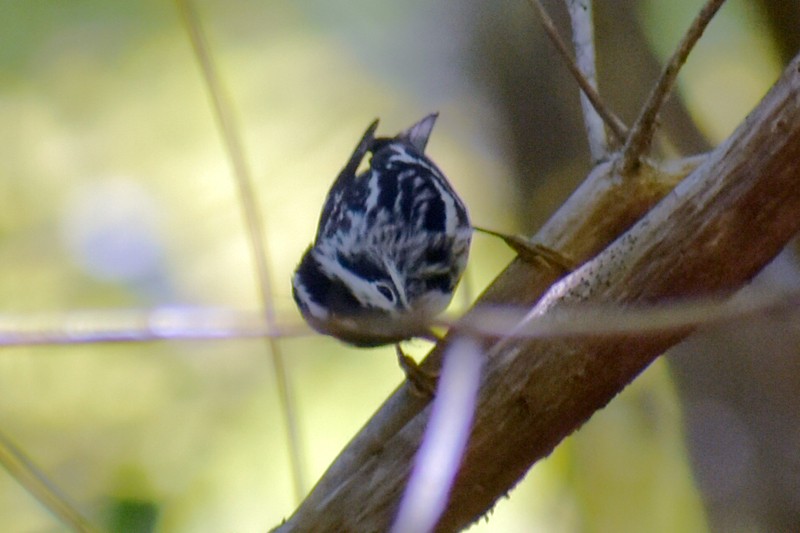 Black-and-white Warbler - ML459326341