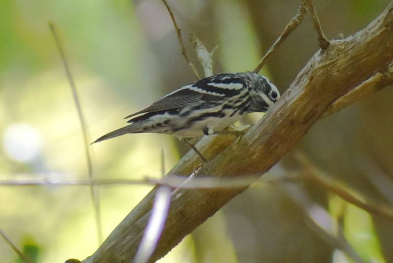 Black-and-white Warbler - ML459326351