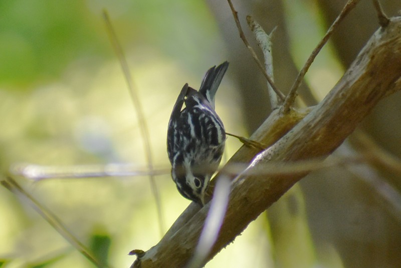 Black-and-white Warbler - ML459326361
